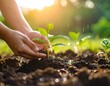 © Adobe - Hands planting sapling with sunset.