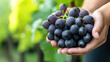 © syhin_stas - Weathered farmer's hands gripping cluster of ripe, dark black grapes during harvest, highlighting agricultural work and vineyard productivity