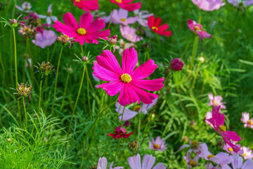 Wall Mural - Beautiful pink cosmos flowers blooming in garden,spring season.