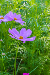 Wall Mural - Beautiful pink cosmos flowers blooming in garden,spring season.