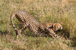 © Eli - A cheetah stretches in the tall grasses of the Serengeti-Ndutu region, preparing for the day’s activities under the African sun.