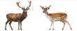 © kairel - Photograph of a red deer and a fallow deer standing side by side isolated on a white background with a clipping path a fullbody shot taken at a wide angle.jpg