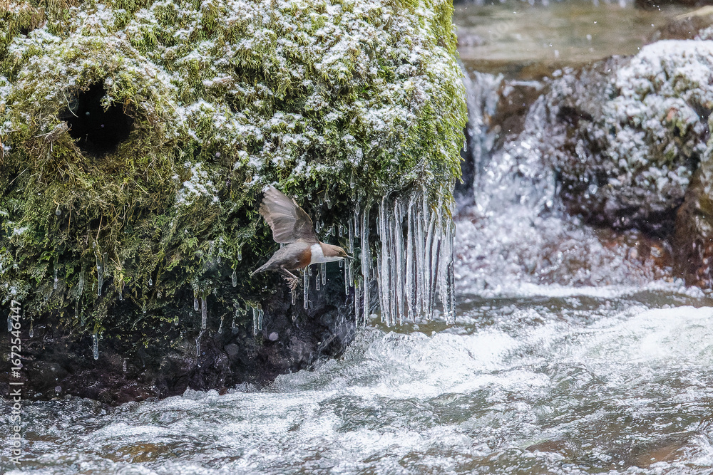 Die Wasseramseln sind bereits eifrig beim Nestbau - trotz Eis und ...