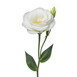 Single white eustoma flower isolated on white background, delicate soft petals, elegant minimal botanical presentation.