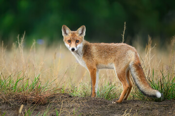 Wall Mural - Cute young red fox ( Vulpes vulpes )