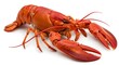 © Baks - Vivid Red Lobster: Close-up Studio Shot of Cooked Lobster, Isolated on White Background