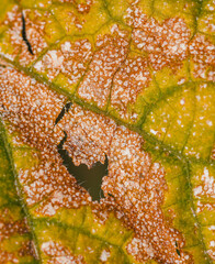 Wall Mural - A leaf with brown spots and green veins