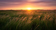 © HAIDER Store - Golden hour sun beams through tall grass field creating a serene and peaceful natural landscape scene