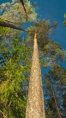 Wall Mural - Night Sky Stars Above Crowns Of Pines Trees Woods. Natural Starry Sky Above Woods. Night Landscape With Dramatic Sky With Shining Stars. Slider motion