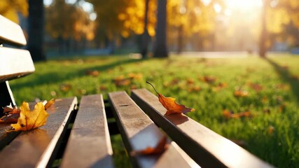 Wall Mural - autumn leaves on park bench in sunlight, fallen green grass