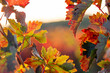 © yaqui_villegas - Close up of vineyard leaves in autumn in La Rioja, Spain, symbolizing viticulture heritage, wine production, agricultural traditions, and the Mediterranean seasonal beauty of rural landscapes today.