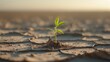 © Lasvu - A young plant growing through cracked dry soil, symbolizing resilience and new beginnings in a harsh environment.