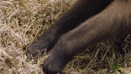Wall Mural - Gelada Monkey Foraging In The Grass In Simien Mountains National Park, Ethiopia. - closeup shot