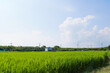 © moviebank - green rice field,japan rural town,summer,sky,cloud
