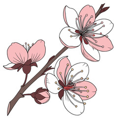 Wall Mural - peach blossom petals isolated on white background