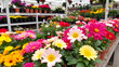 © Sean - Blooming flowers in pots and on shelves in the garden center