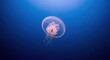 © haryeste - Translucent jellyfish drifting in deep blue ocean water, illuminated from above