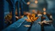 © Sitti - Autumnal leaf on weathered bench