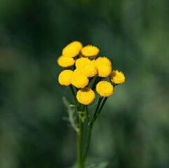 Wall Mural - A bunch of yellow flowers with a green background