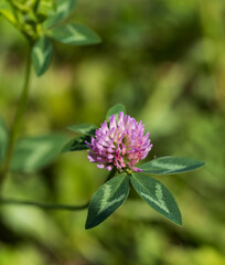 Wall Mural - A small pink flower with green leaves
