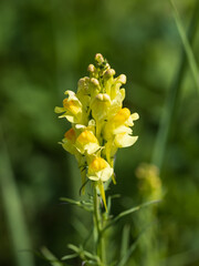 Wall Mural - A yellow flower with a green stem
