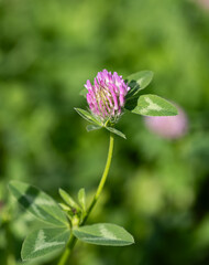 Wall Mural - A single pink flower with a green stem