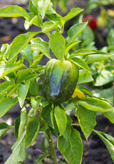 Wall Mural - A green pepper is growing on a plant