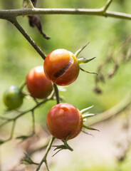 Wall Mural - Three ripe tomatoes are hanging from a tree