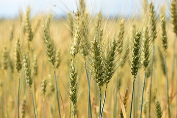 Wall Mural - spikelets of golden wheat in the field. Ripe big golden ears of wheat on a yellow background of the field. nature. The idea of a rich summer harvest, agriculture, agro-industrial complex for food.