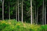 Pine forest with tall trees and green undergrowth