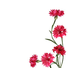 Wall Mural - red knapweed flowers with curved stems in a corner floral arrangement isolated on white or transpare