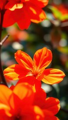 Wall Mural - Close-up vibrant blossom orange flowers, sunlit petals, bright, background, nature photography