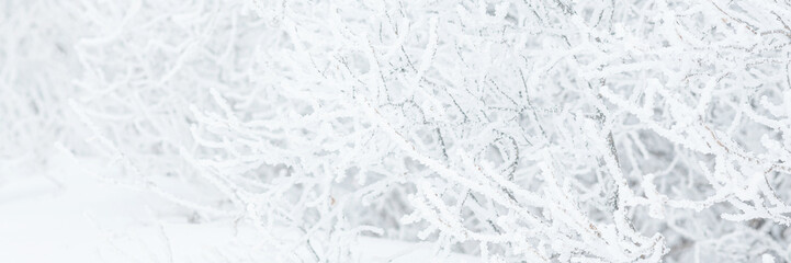 Wall Mural - Snow and rime ice on the branches of bushes. Trees covered with hoarfrost. Plants in the park are covered with hoar frost. Cold snowy winter weather. Frosting texture. Wide panoramic light background.