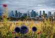 © Electric Egg Ltd. - Greenwich, London, England, United Kingdom, 16th July 2025, view of Canary Wharf skyline with Greenwich wildflowers in the foreground
