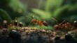 © we3_food - Close-up of ants on a log