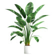 © soem - A large, lush green plant with long, narrow leaves in a white pot on a transparent background
