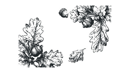 Wall Mural - Decorative sketch of oak leaves and acorns. Vector hand drawn illustration