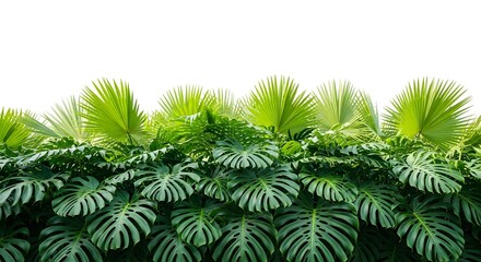 A lush green hedge of tropical palm leaves and monstera deliciosa leaves against a clean white background, creating a vibrant natural pattern