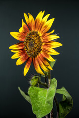 Wall Mural - Close-up of a sunflower with vibrant petals and dewdrops against a dark background