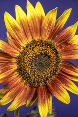Wall Mural - Vibrant Sunflower with Dewdrops Against a Striking Blue Background