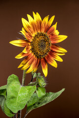 Wall Mural - Sunflower with droplets against a warm brown background