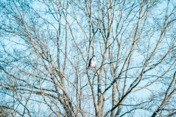 Wall Mural - buzzard bird sitting in tree 