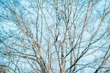 Wall Mural - buzzard bird sitting in tree 