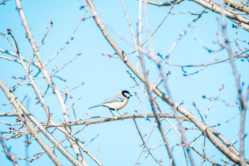 Wall Mural - coal tit bird on branch