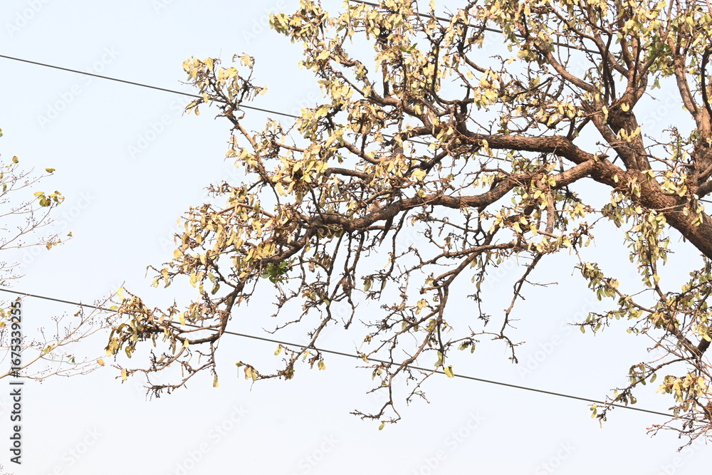 Butea monosperma pods in the tree. It is a species of Butea native. Its ...