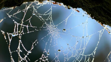 Delicate spiderweb with water droplets against a blurred background
