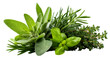 © Maestro - A collection of fresh aromatic herbs including sage, rosemary, basil, and thyme, cut out transparent