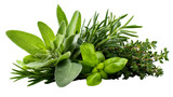 A collection of fresh aromatic herbs including sage, rosemary, basil, and thyme, cut out transparent