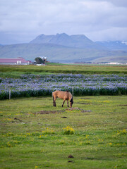 Wall Mural - A horse on the field with mountain on the background.