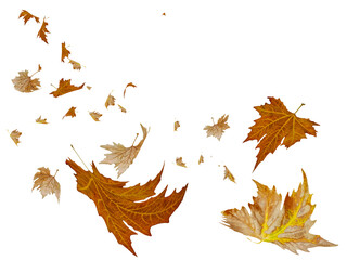 Wall Mural - autumn leaves falling isolated for background - 3d rendering